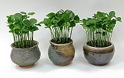 柚子 種籽材料包(小)